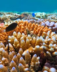 Your paragraph text (5)